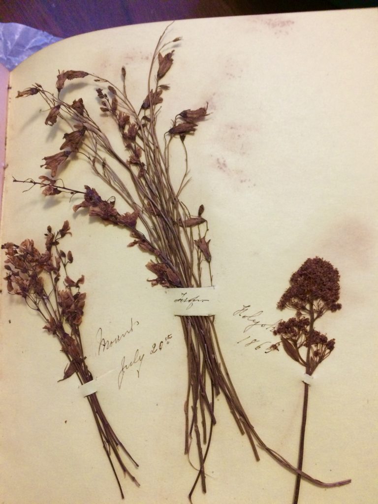MHM Nature for Ladies: The Victorian Art of Flower & Seaweed Pressing ...